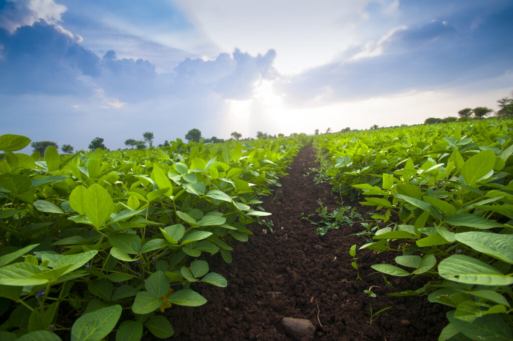 Cultivating Agricultural Success