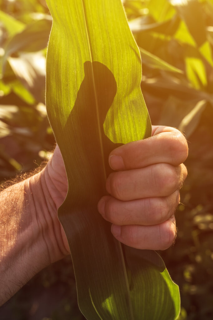 Soil Testing Precision